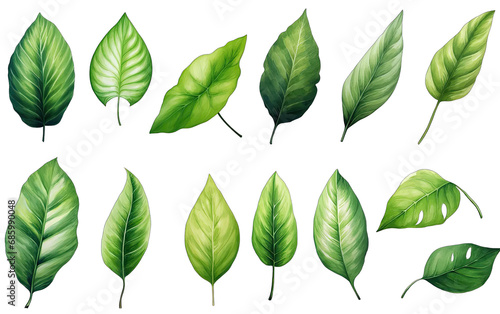 Natural tropical green leaves set isolated on transparent png background, different botanical plants. © XYNature