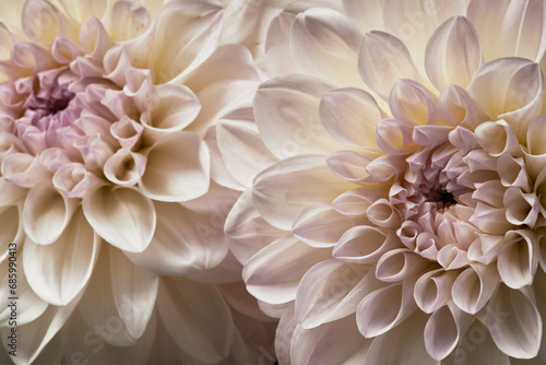 Macro shot of two delicate white dahlia flowers in bloom, copy space