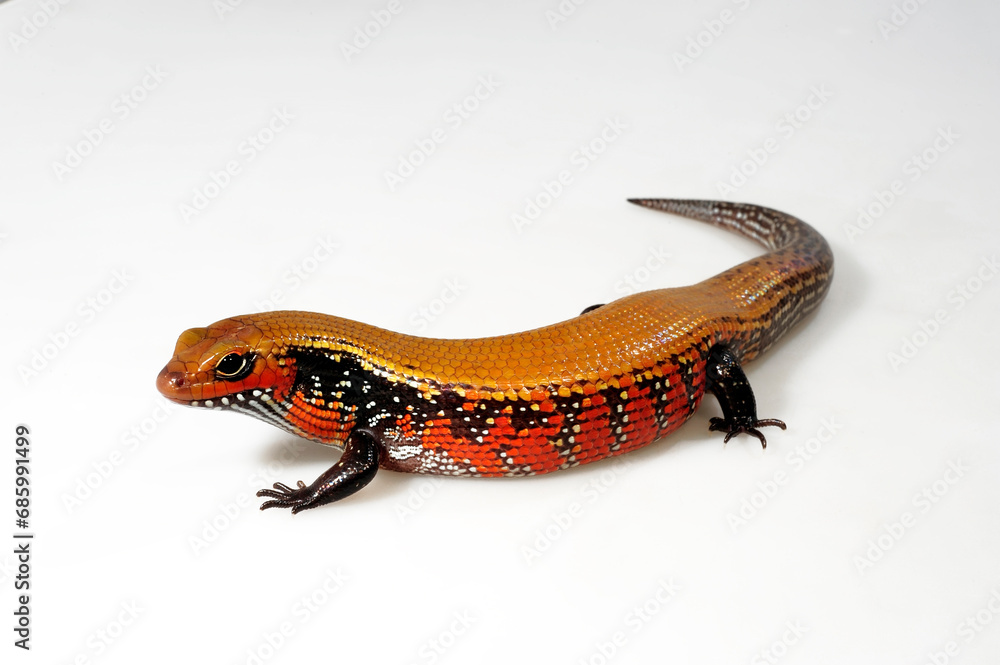 Obraz premium Fire skink // Feuerskink (Lepidothyris fernandi / Riopa fernandi)