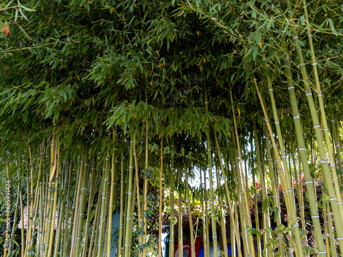 bamboo cultivation, production and reed type and unusual plants photo