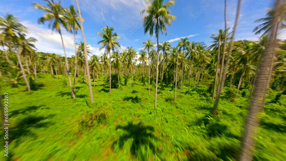 FPV cinematic flight on a sunny day among palm trees on a tropical island in Thailand. FPV cinematic flight on a sunny day among palm trees on a tropical island in Thailand.