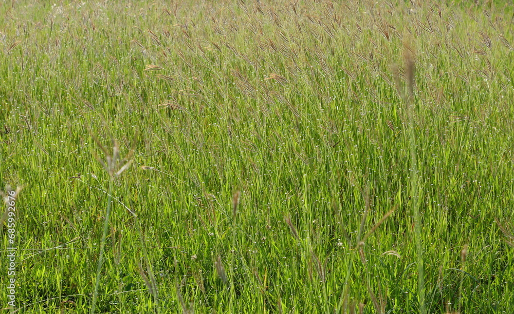 Obraz premium Swallen Fingergrass , Finger Grass ,Grass flower for the background