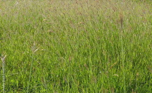 Swallen Fingergrass , Finger Grass ,Grass flower for the background