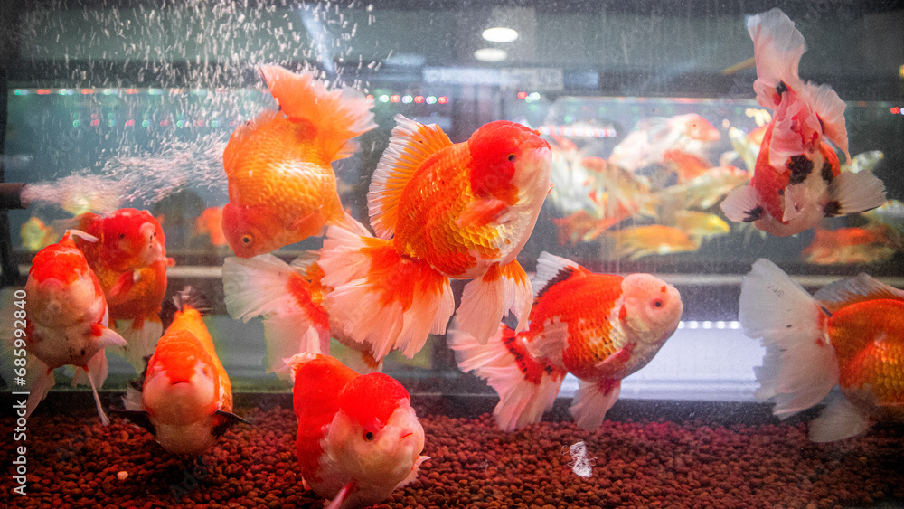 Many Gold Fish Many goldfish The scientific name Carassius auratus is a colorful fish ...