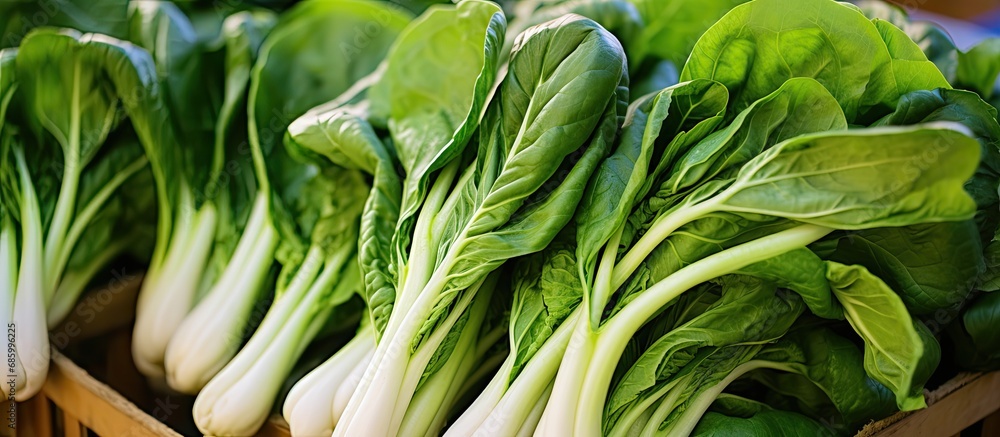 Organic bok choy displayed at farmer's market.