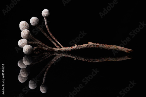 Minimal background image of Brunia berries with mirror reflection against black, copy space