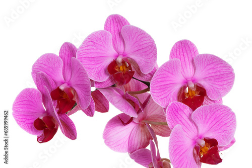 beautiful blue Orchid without background  bright blue Orchid flowers on a white background. isolate