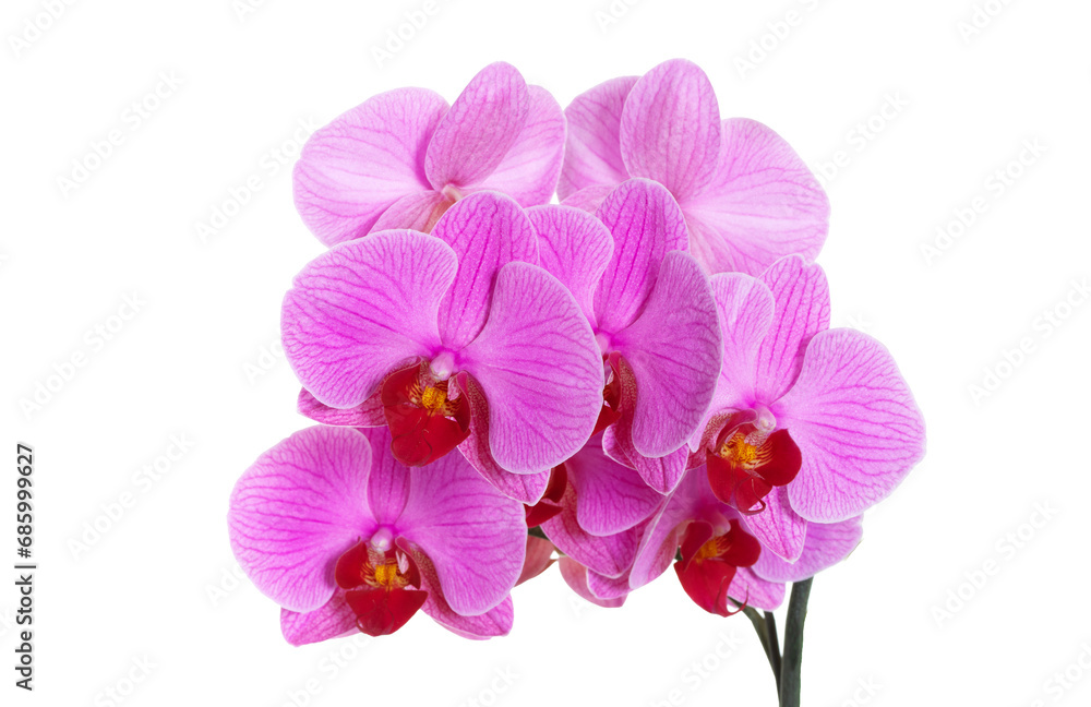 Fototapeta premium beautiful blue Orchid without background, bright blue Orchid flowers on a white background. isolate