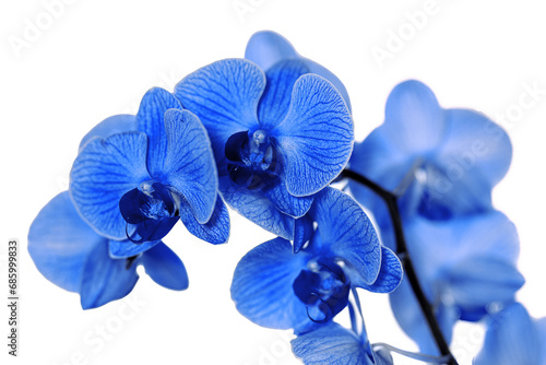 beautiful blue Orchid without background  bright blue Orchid flowers on a white background. isolate