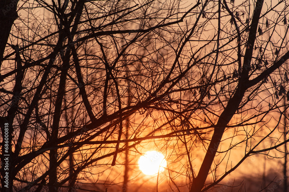 Bare tree branches at sunset in winter Bare tree branches at sunset in winter