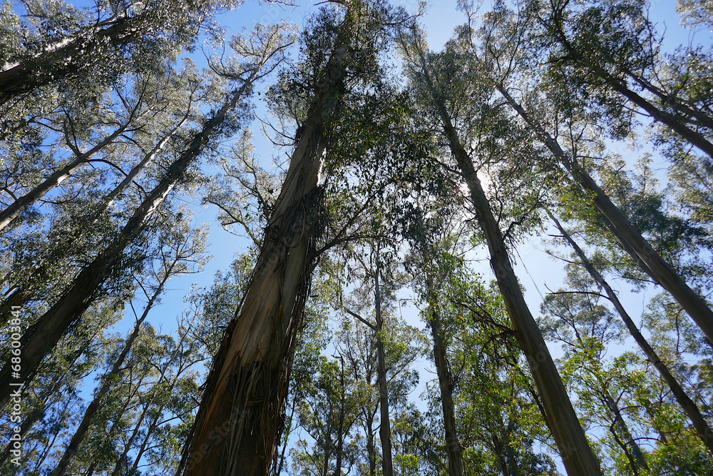 Fototapeta premium The giant Mountain Ash trees dominate the landscape in Sherbrooke Forest in the Dandenongs