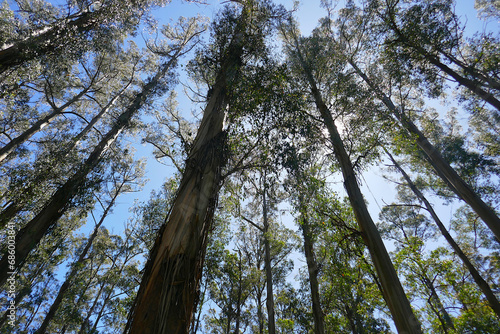 The giant Mountain Ash trees dominate the landscape in Sherbrooke Forest in the Dandenongs photo