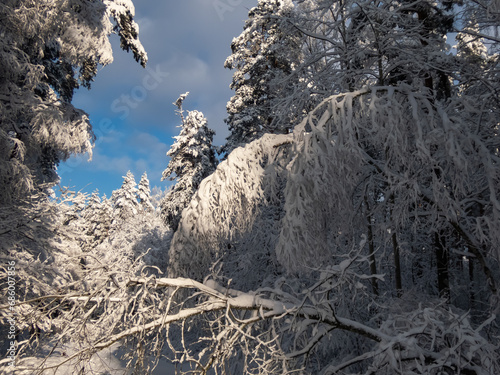 Amazing, white winter scenery on snow covered forest with a road among trees in a sunny, cold day. Heavy snow on tree branches. Pure white winter fairytale