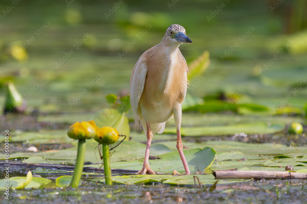 Squacco heron - Ardeola ralloides - standing on green vegetation. Photo from Danube Delta, Romania. Squacco heron - Ardeola ralloides - standing on green vegetation. Photo from Danube Delta, Romania.