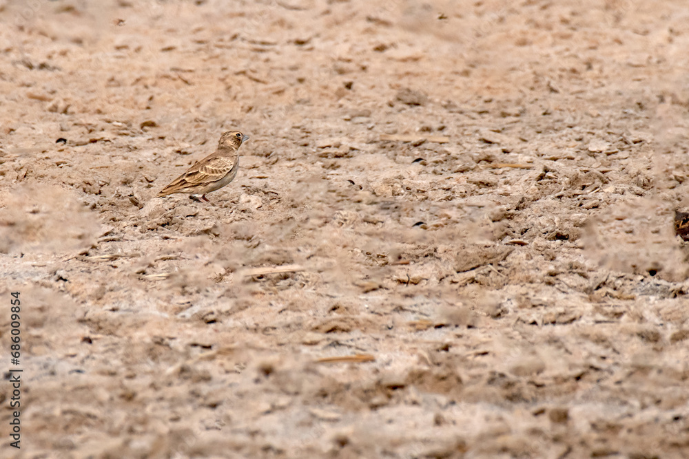 Ashy crowned Sparrow Lark a beautiful bird