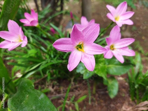pink flowers in the garden
