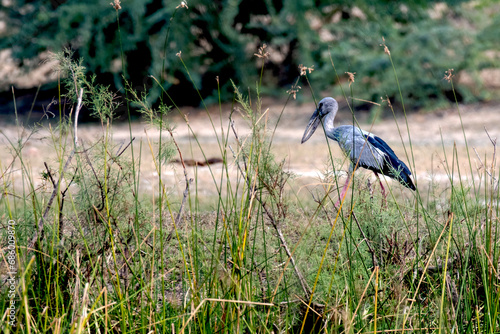 Asian Openbill, gap in the dull grayish yellow bill. photo