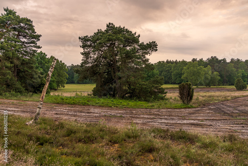 Landscape in the Lueneburg Heath near Oberhaverbeck, Germany photo