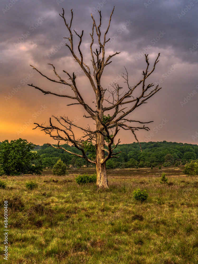 Landscape in the Lueneburg Heath near Oberhaverbeck, Germany Landscape in the Lueneburg Heath near Oberhaverbeck, Germany