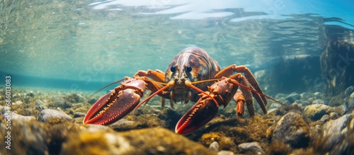 Underwater close-up of the noble crayfish Astacus astacus in a lake, studying crayfish plague and its impact on European wildlife, and contributing to research in carcinology, zoology, and