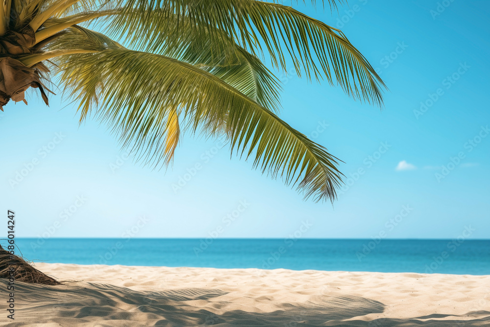 sandy beach with blue sky and branch of tree palm, summer, blurred background