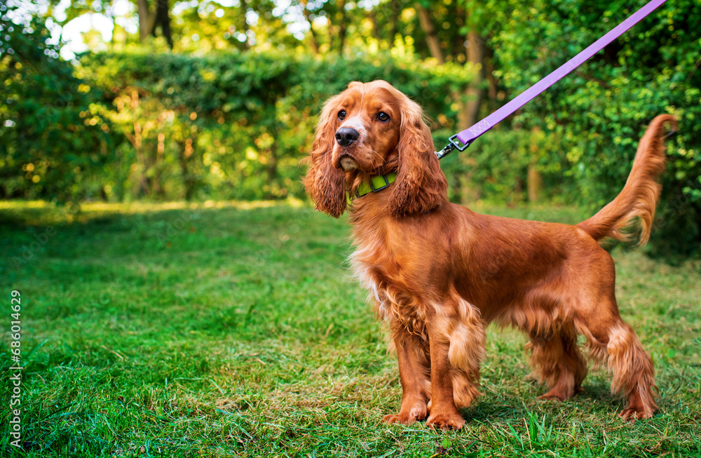 A dog of the English cocker spaniel breed stands on the background of a green park. The dog is kept on a leash. The dog carefully looks to the side. Hunter. The dog has 10 months. The photo is blurred A dog of the English cocker spaniel breed stands on the background of a green park. The dog is kept on a leash. The dog carefully looks to the side. Hunter. The dog has 10 months. The photo is blurred