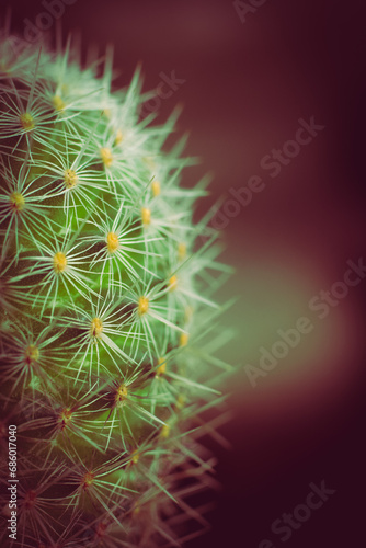 beautiful, green, thorny cactus plant
