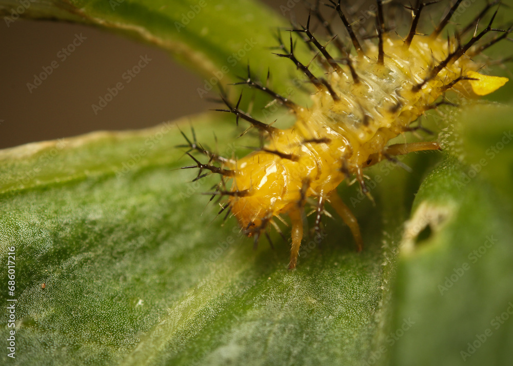 Caterpillars are eating green leaves