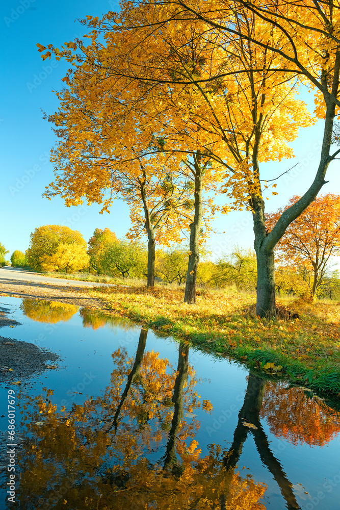 Yellow colorful maples reflected in a puddle on a sunny autumn day Yellow colorful maples reflected in a puddle on a sunny autumn day