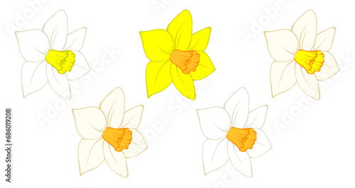 Daffodil flower bud, narcissus blooming head isolated on white. Hand drawn sketch of yellow and orange colors. Vector picture for Easter illustration, spring or summer colorful floral design, print.