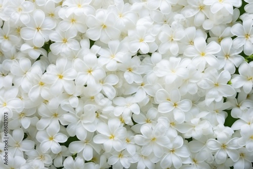Top view of stunning white jasmine flowers as backdrop