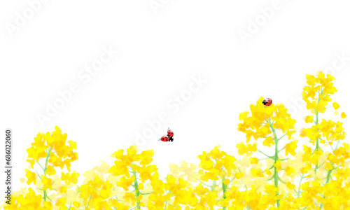 菜の花畑とてんとう虫の水彩背景イラスト photo