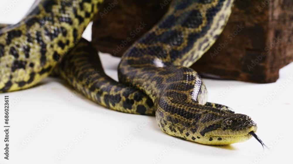 Yellow anaconda snake on white background slow mo Yellow anaconda snake on white background slow mo