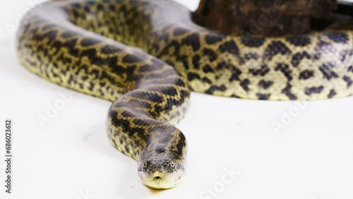 Yellow anaconda snake white background photo