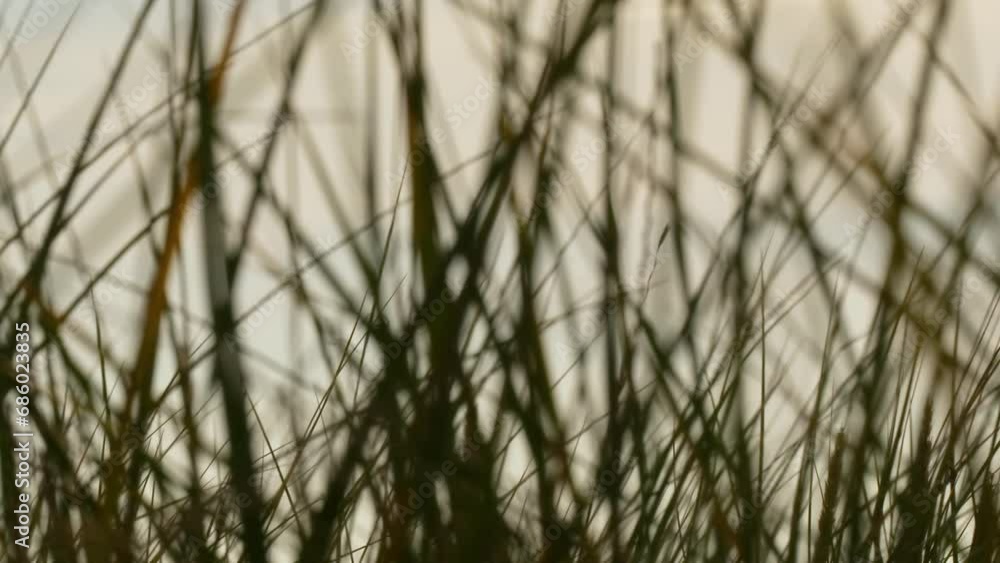Intricate texture of seagrass in a close-up view. Intricate texture of seagrass in a close-up view.
