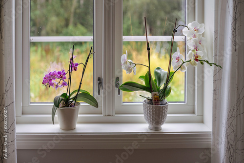 orchids in the window sill photo