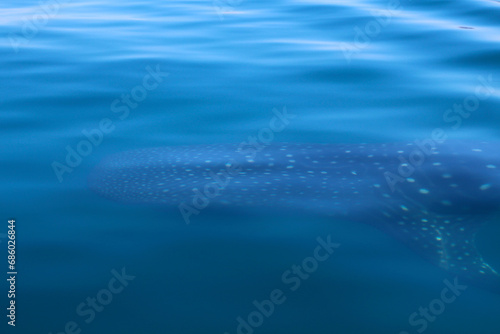 Whale shark close to the surface of the water- Baja California Sur, Mexico