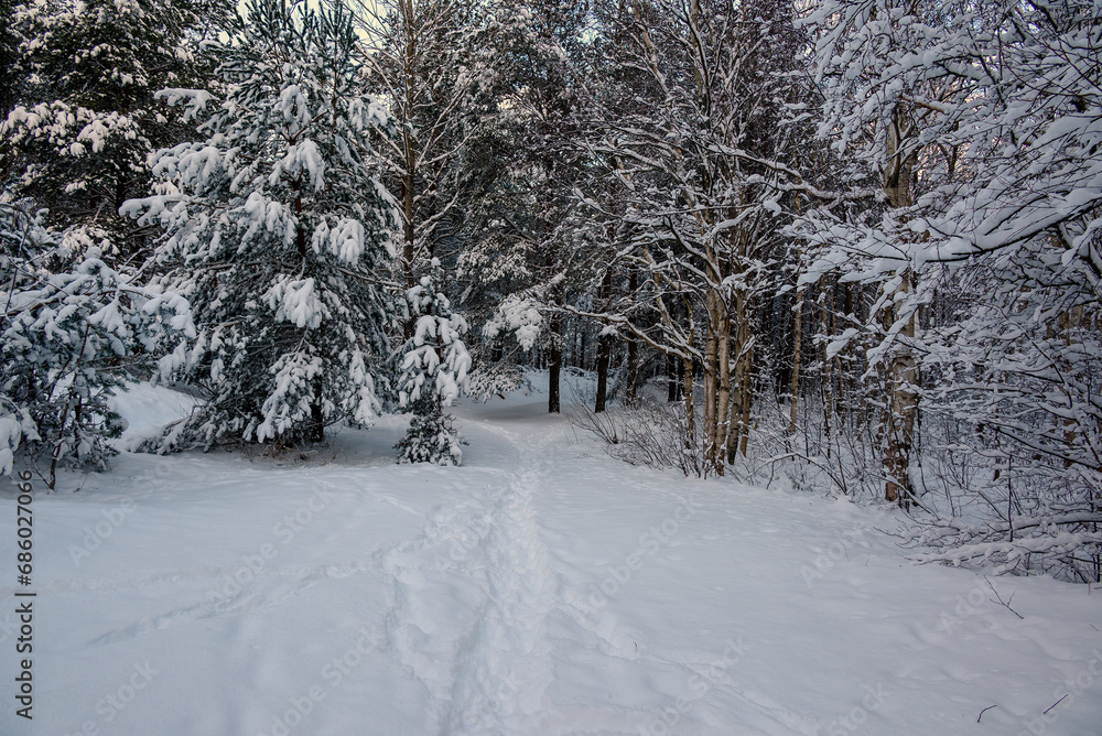 A snowy forest after a heavy blizzard. A snowy forest after a heavy blizzard.