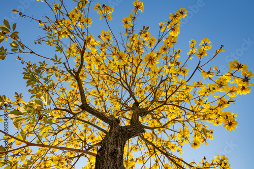 blooming Guayacan or Handroanthus chrysanthus or Golden Bell Tree horizontal composition