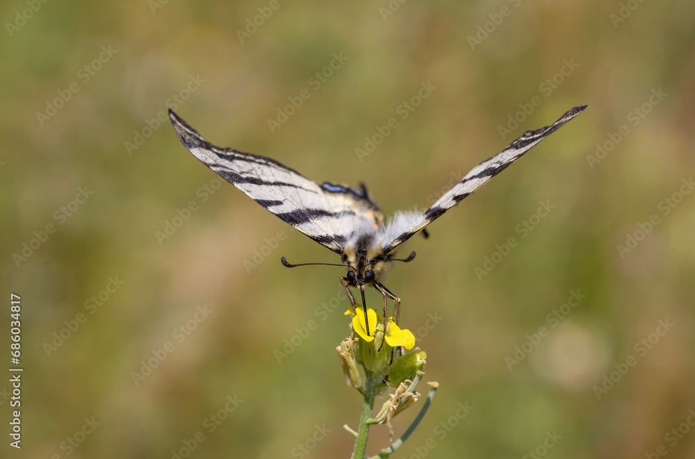 Iphiclides podalirius, Scarce swallowtail Butterfly feeding on yellow flower with a beautiful green background