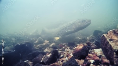 Sea trout, also called Sea run brown trout (lat.: Salmo trutta trutta) migrated to a small river for spawning  photo