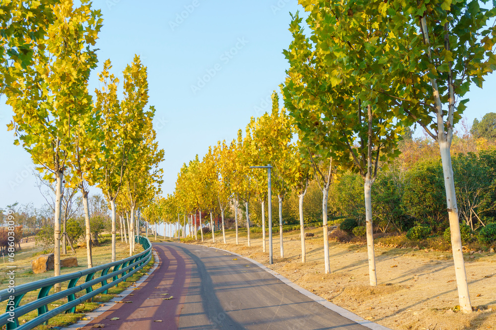 Autumn Buttonwood landscape Avenue