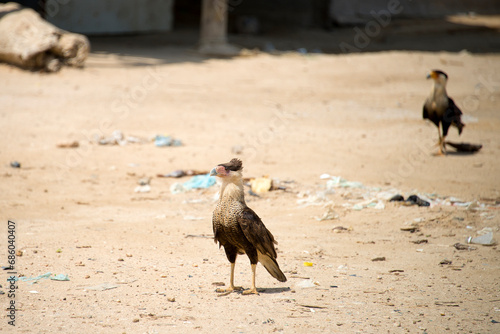 Scavenger birds looking for food in a Guajira village