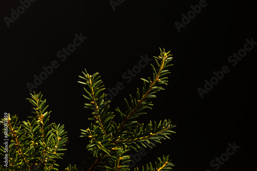 Brunch Christmas fir texture background. Fluffy pine brunch close up. Green spruce. Fir branch on a black background
