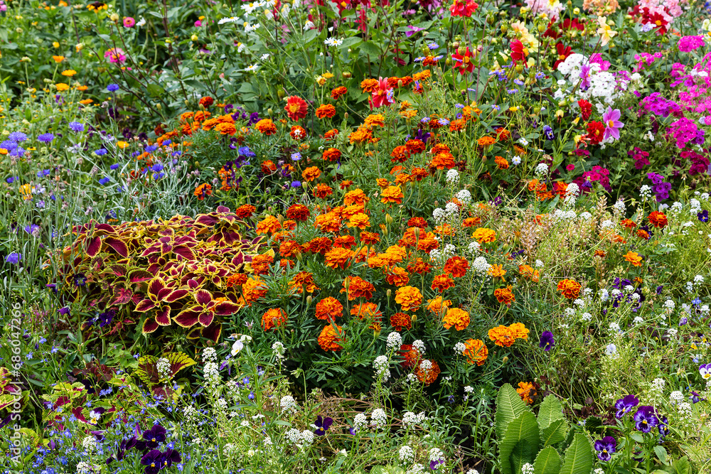 Flower bed with colorful bright decorative flowers