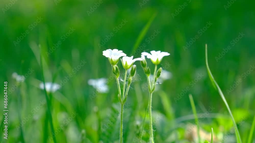 Asterisk is a genus of flowering plants of the Carnation family. Siberian nature. Often found in forests, meadows, fields and as a weed in vegetable gardens. Summertime vibes Asterisk is a genus of flowering plants of the Carnation family. Siberian nature. Often found in forests, meadows, fields and as a weed in vegetable gardens. Summertime vibes
