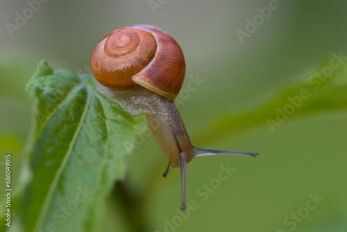 escargot sur une ortie