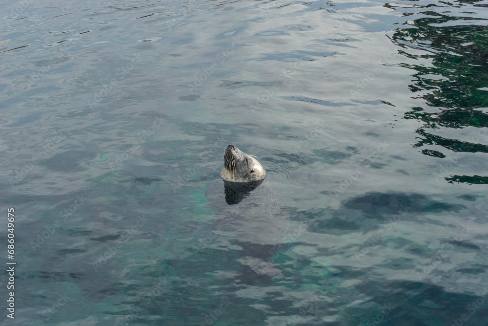 Fototapeta premium sea lion relaxing