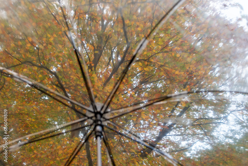 view through a transparent umbrella to the top of the tree