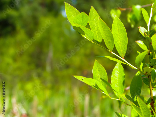Close up of green leaves. photo